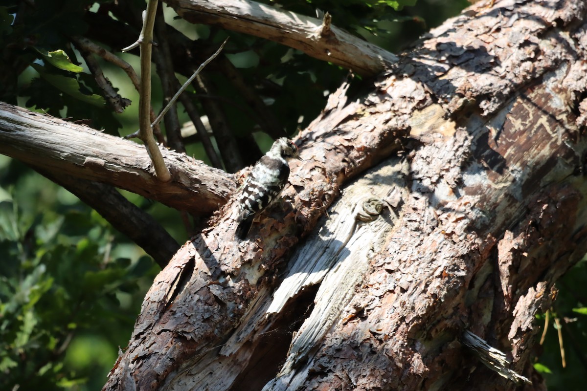 Lesser Spotted Woodpecker - ML609970441