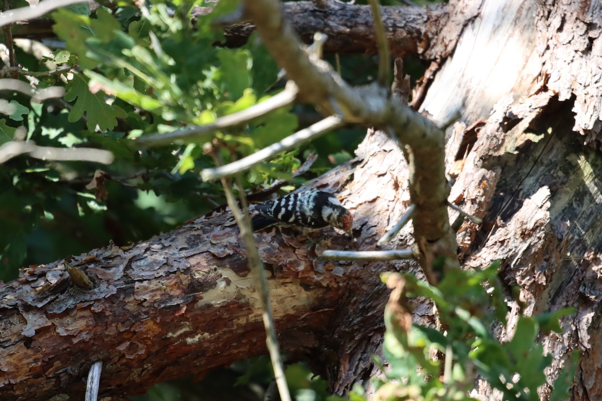 Lesser Spotted Woodpecker - ML609970464