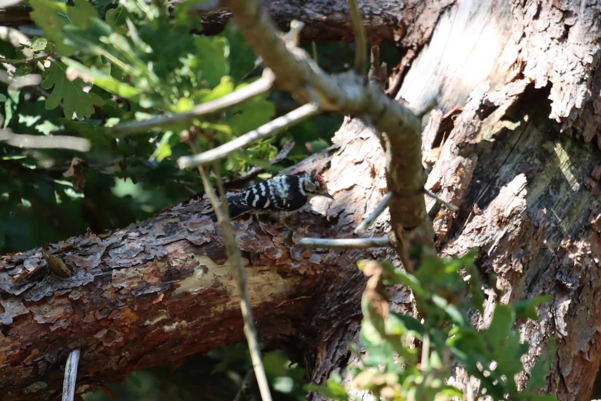 Lesser Spotted Woodpecker - ML609970473