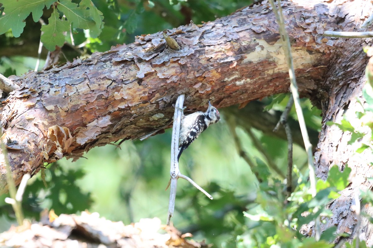 Lesser Spotted Woodpecker - Jan Ripmeester