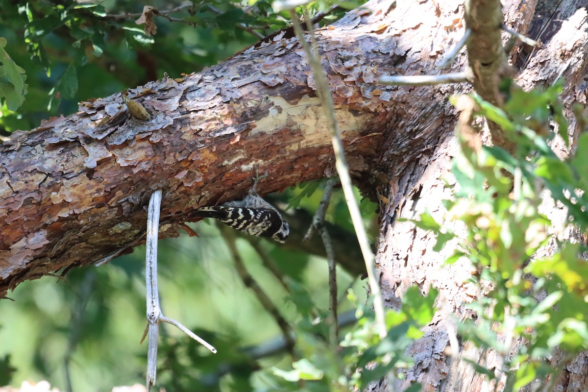 Lesser Spotted Woodpecker - ML609970508