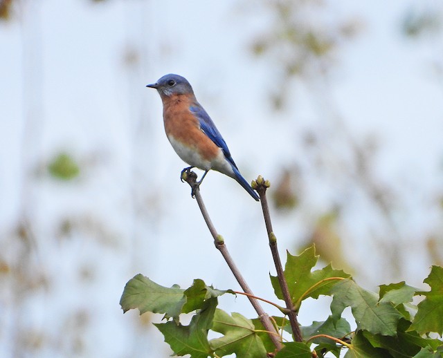 Eastern Bluebird - eBird Québec