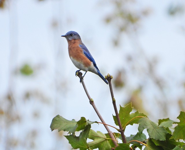 Eastern Bluebird - eBird