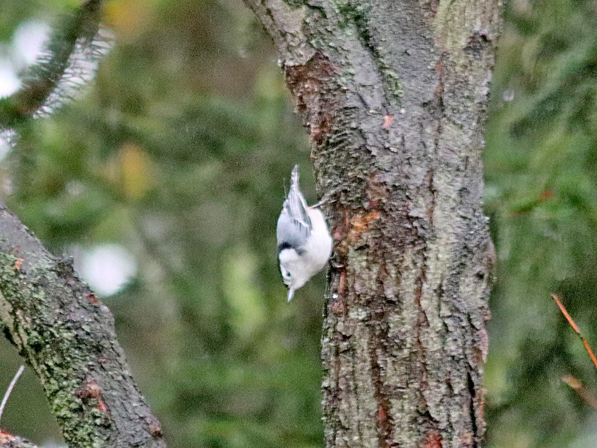 White-breasted Nuthatch - ML609971315