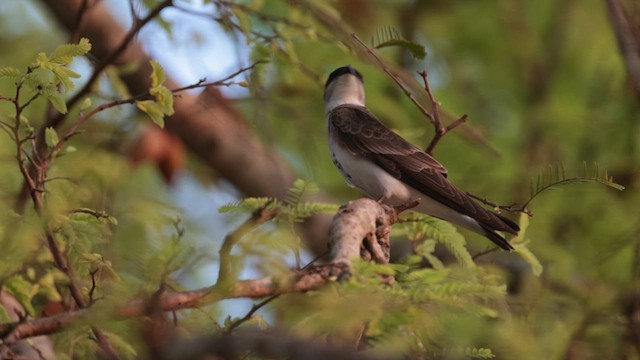 Brown-chested Martin - ML609971914
