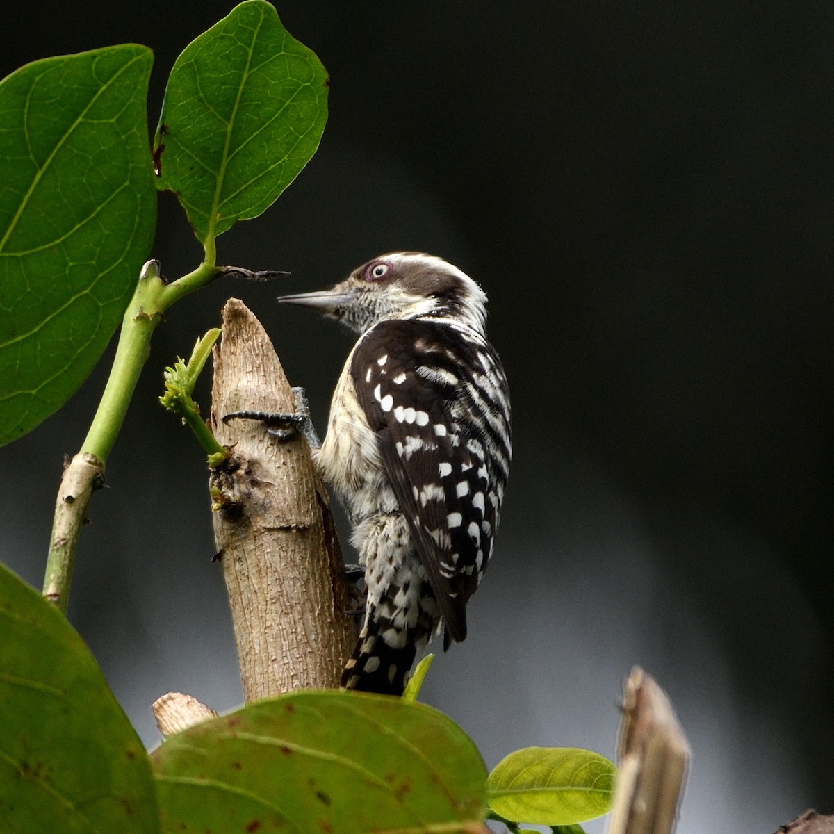 Brown-capped Pygmy Woodpecker - ML609971929