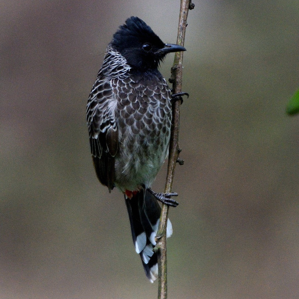 Red-vented Bulbul - ML609971975