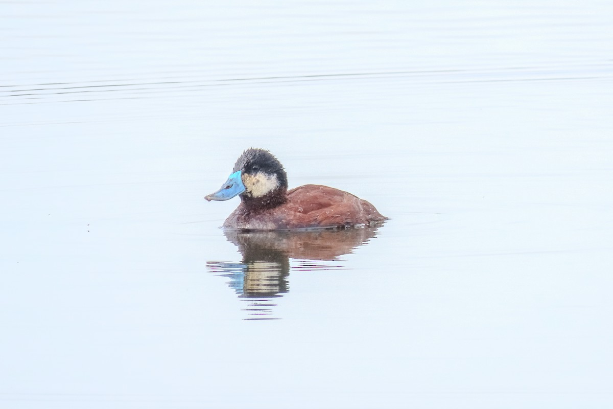 Andean Duck - ML609971986