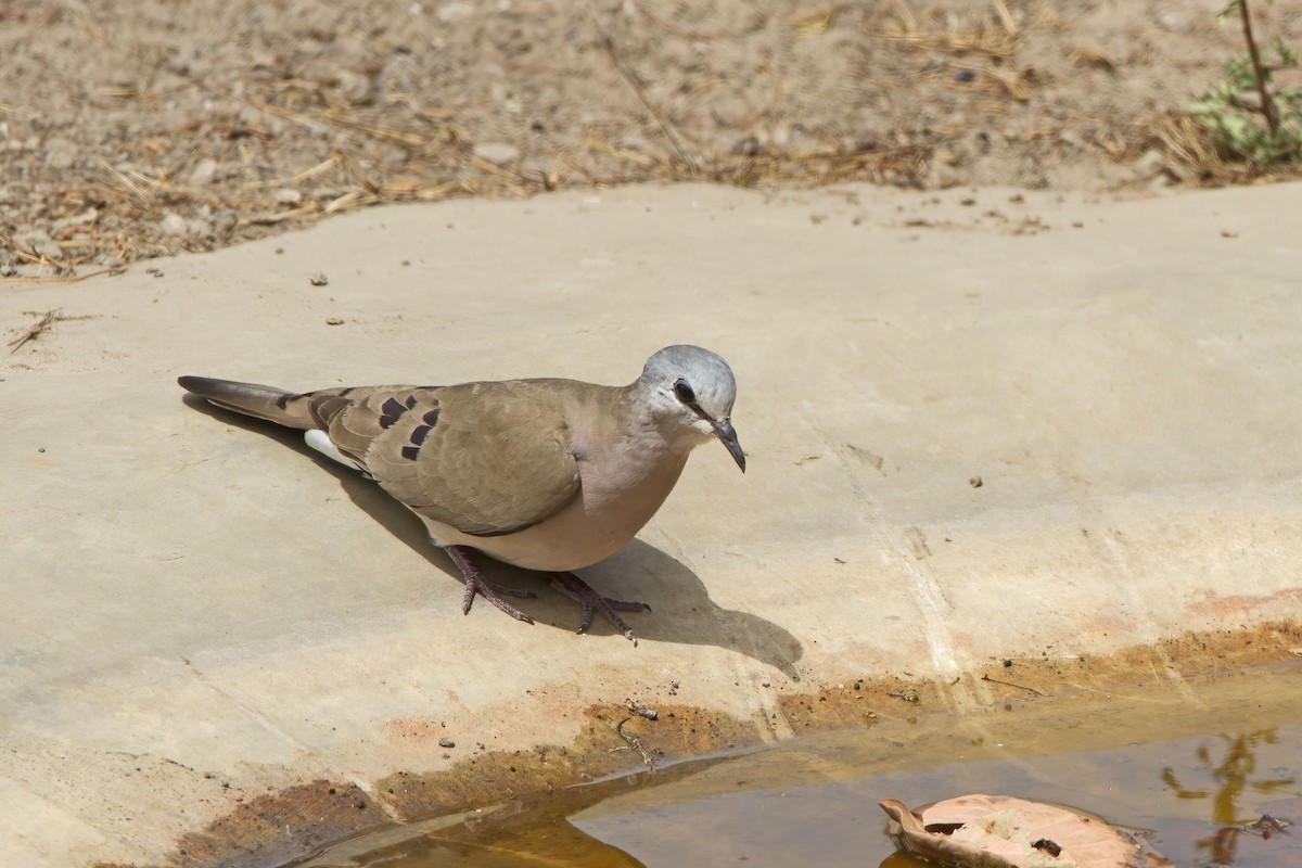 Blue-spotted Wood-Dove - ML609972256