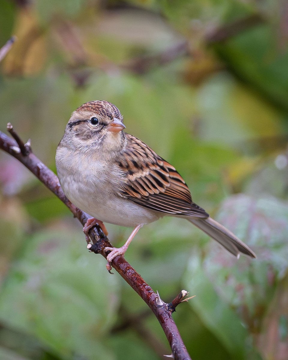 Chipping Sparrow - ML609972351