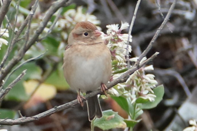 Field Sparrow - ML609972813