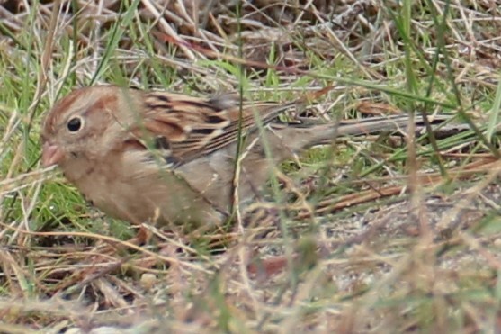 Field Sparrow - ML609972819