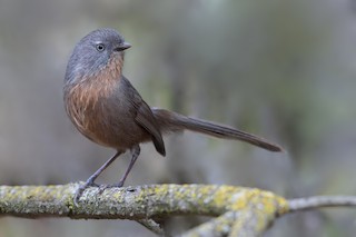 Wrentit