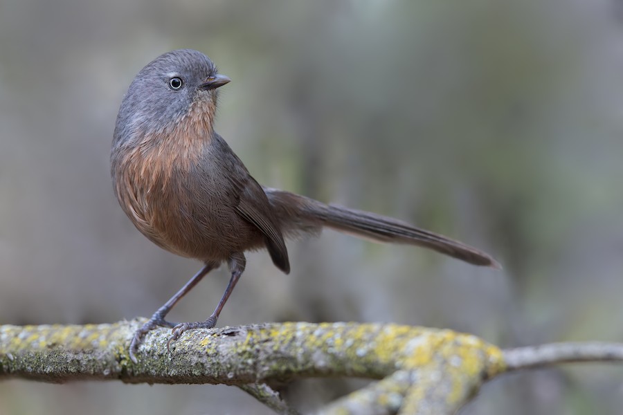 Wrentit