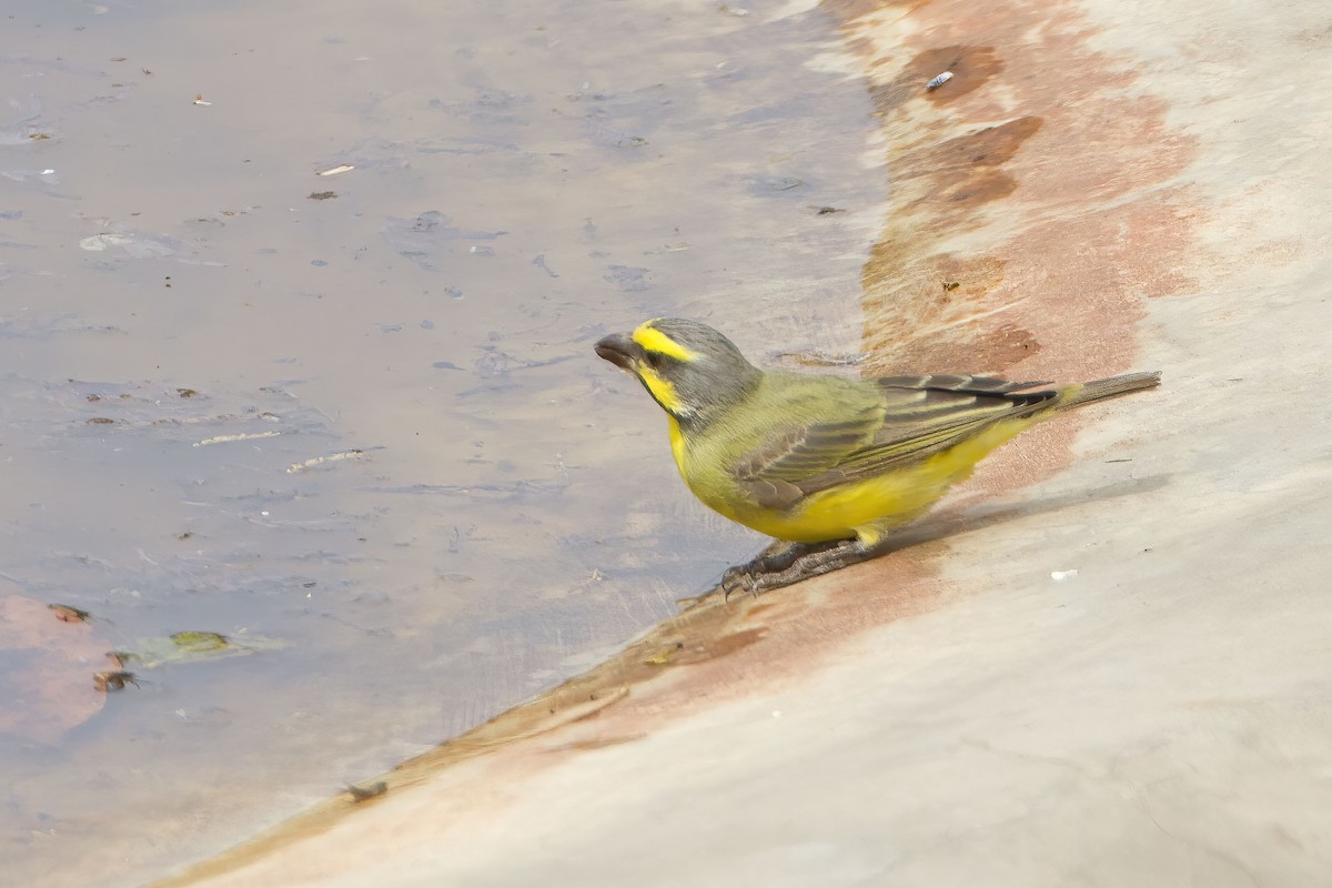 Yellow-fronted Canary - ML609973157