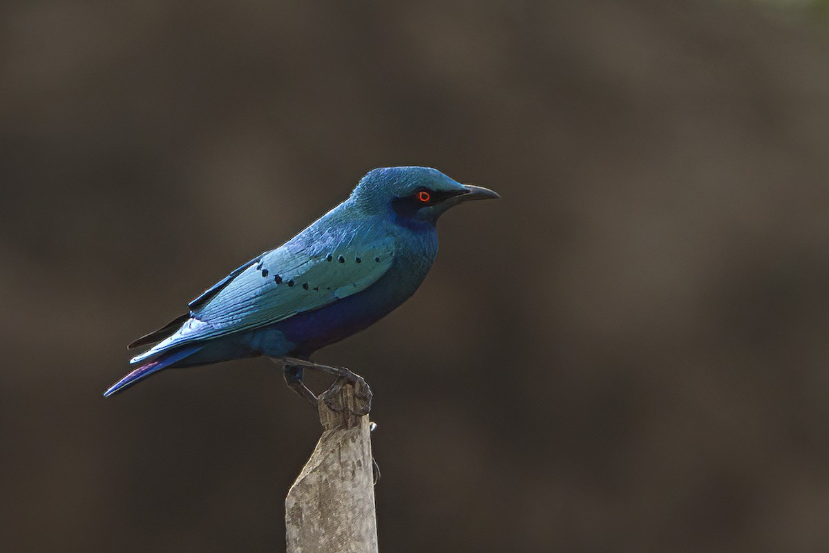Bronze-tailed Starling - ML609973184