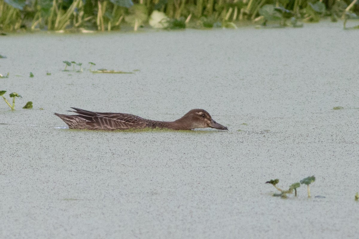 eBird Checklist - 14 Oct 2023 - Arcata Marsh--Allen Marsh - 5 species ...