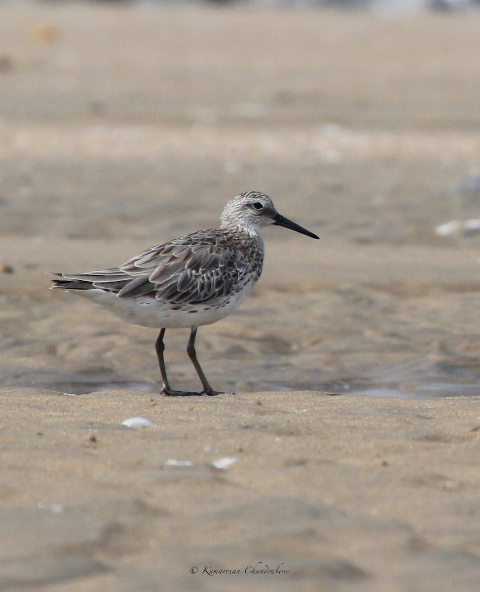 Great Knot - ML609973329