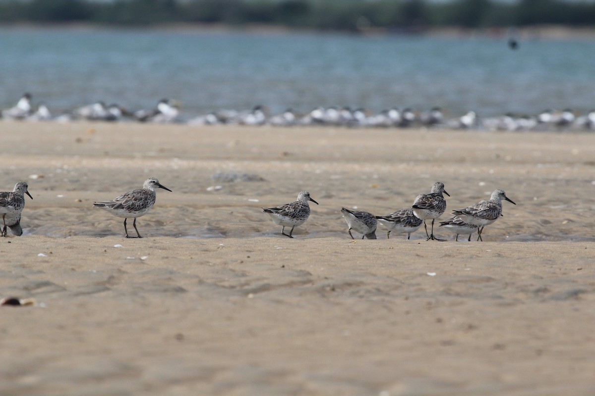 Great Knot - ML609973333