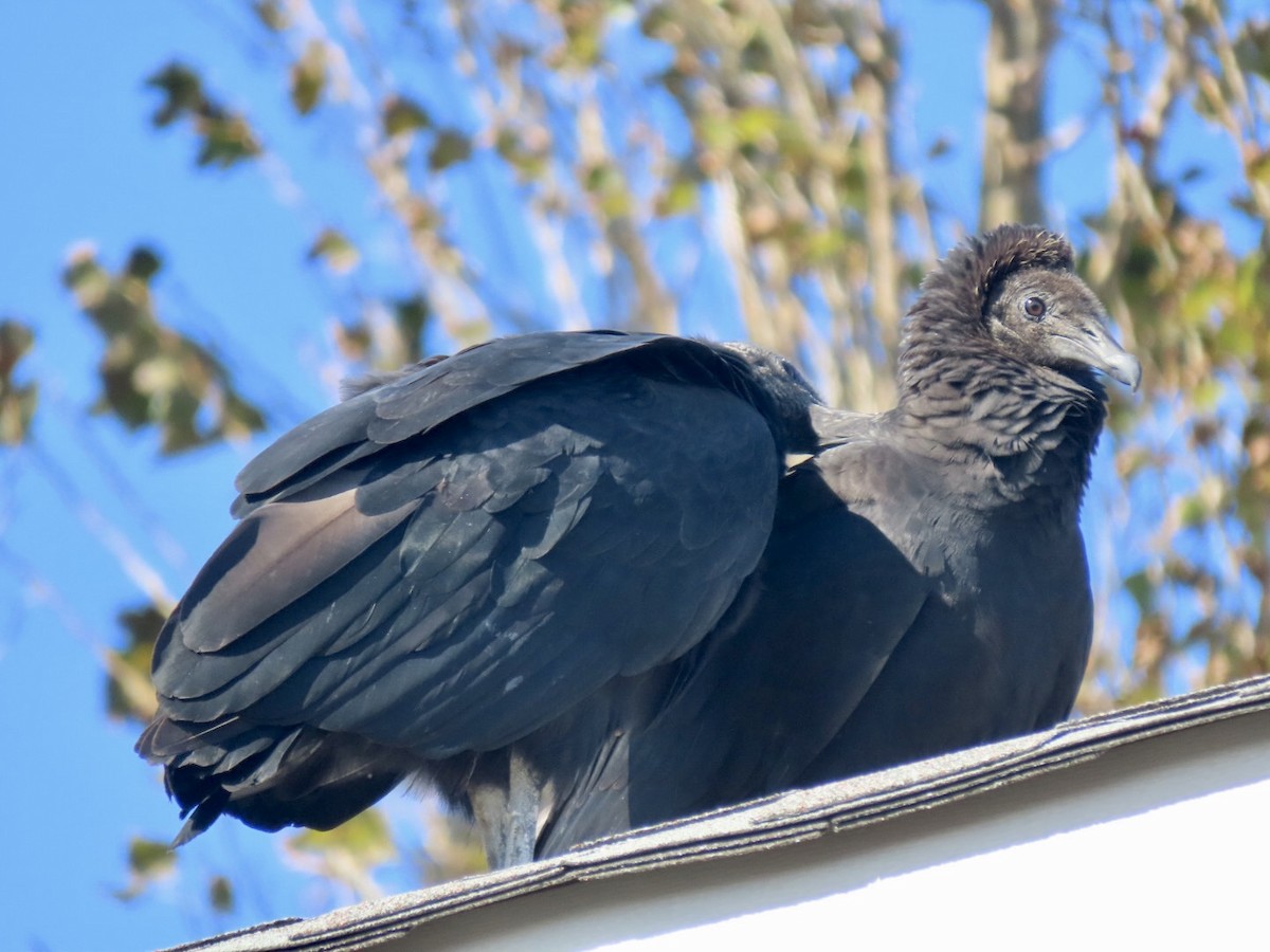 Black Vulture - ML609973486