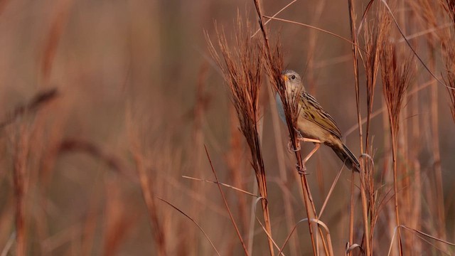 Wedge-tailed Grass-Finch - ML609973739