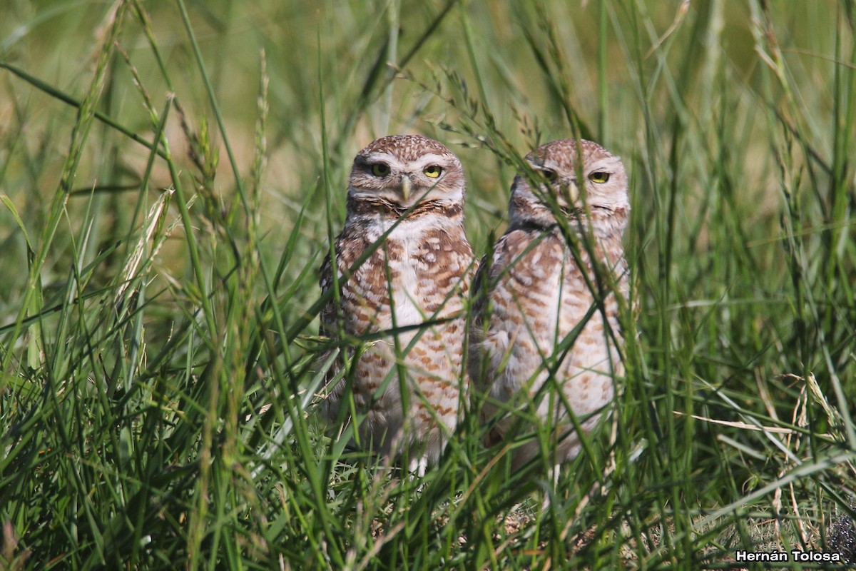 Burrowing Owl - ML609973813