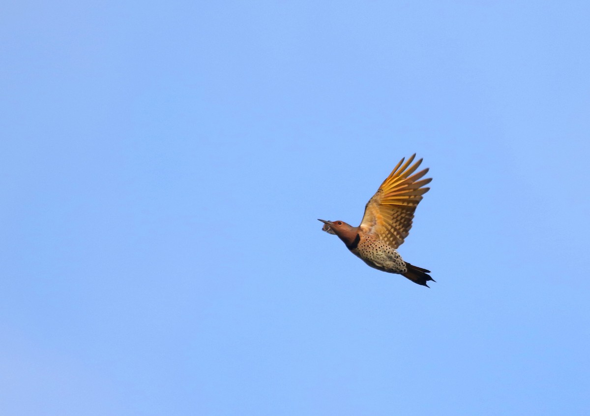 Northern Flicker (Yellow-shafted) - ML609974081