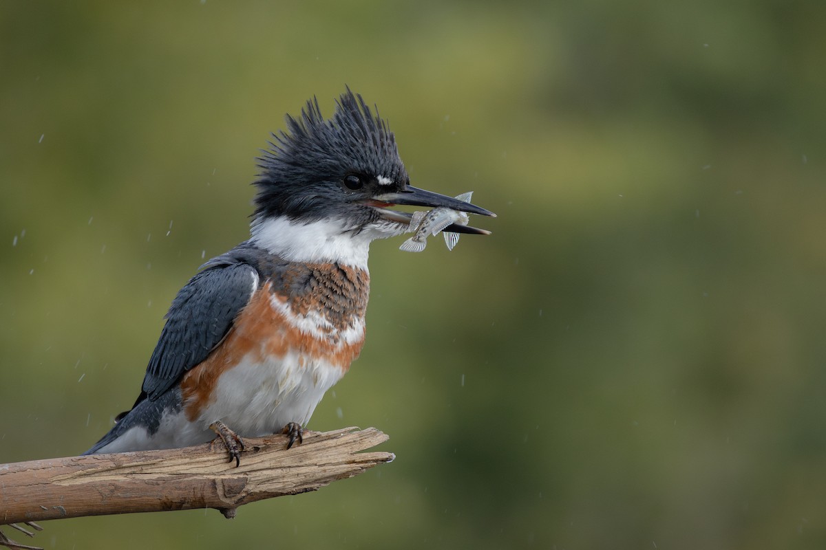 Belted Kingfisher - ML609974139