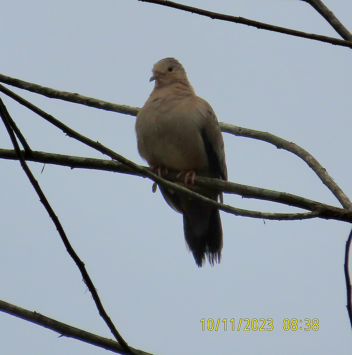 Ebird Checklist Oct Rio Silanche Entrance Road Species