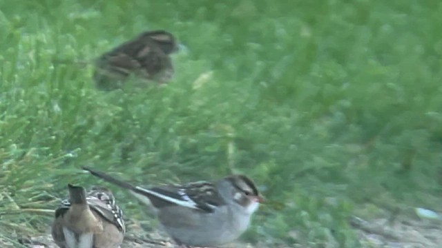 White-crowned Sparrow - ML609974307
