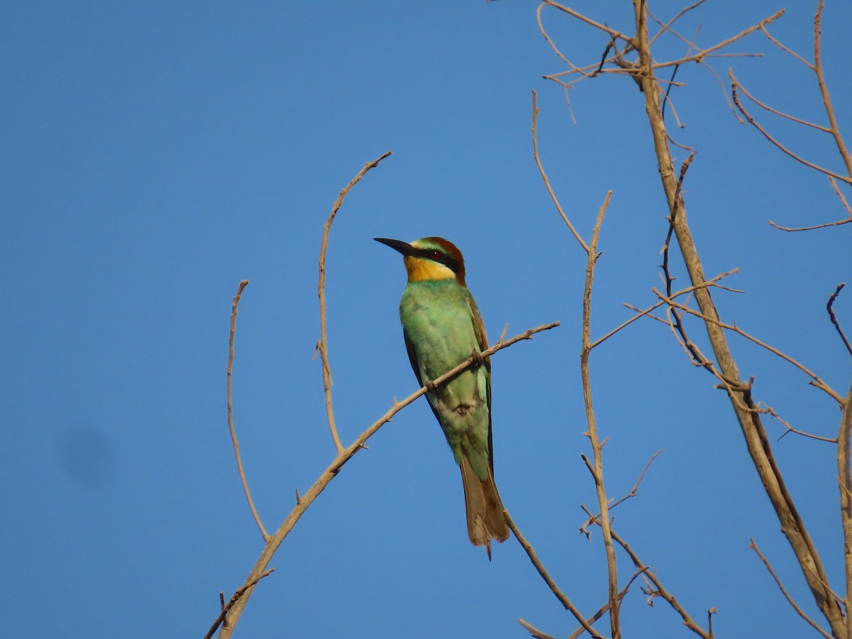 European Bee-eater - ML609974362