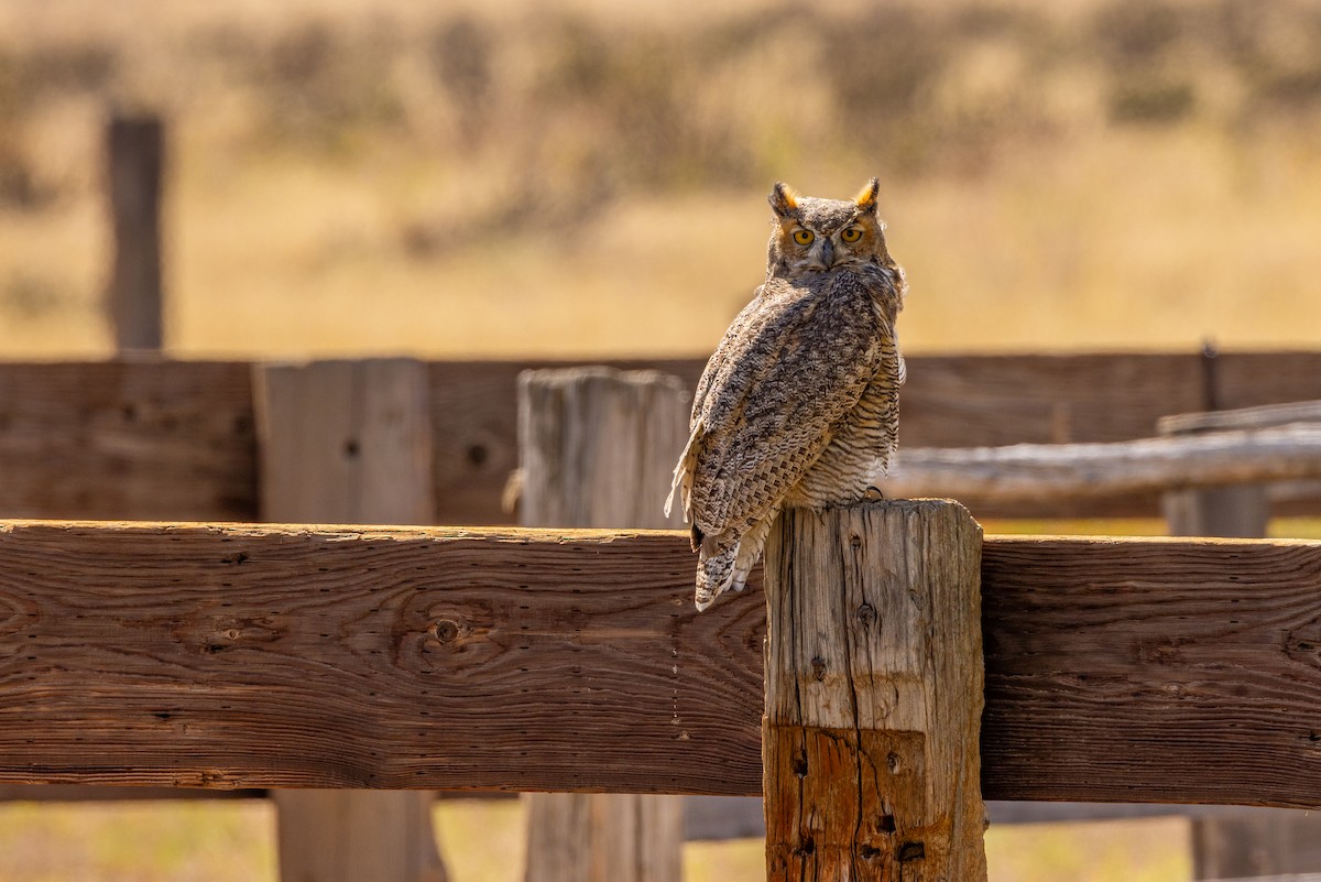 Great Horned Owl - ML609974565