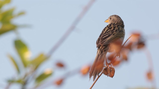 Wedge-tailed Grass-Finch - ML609974629