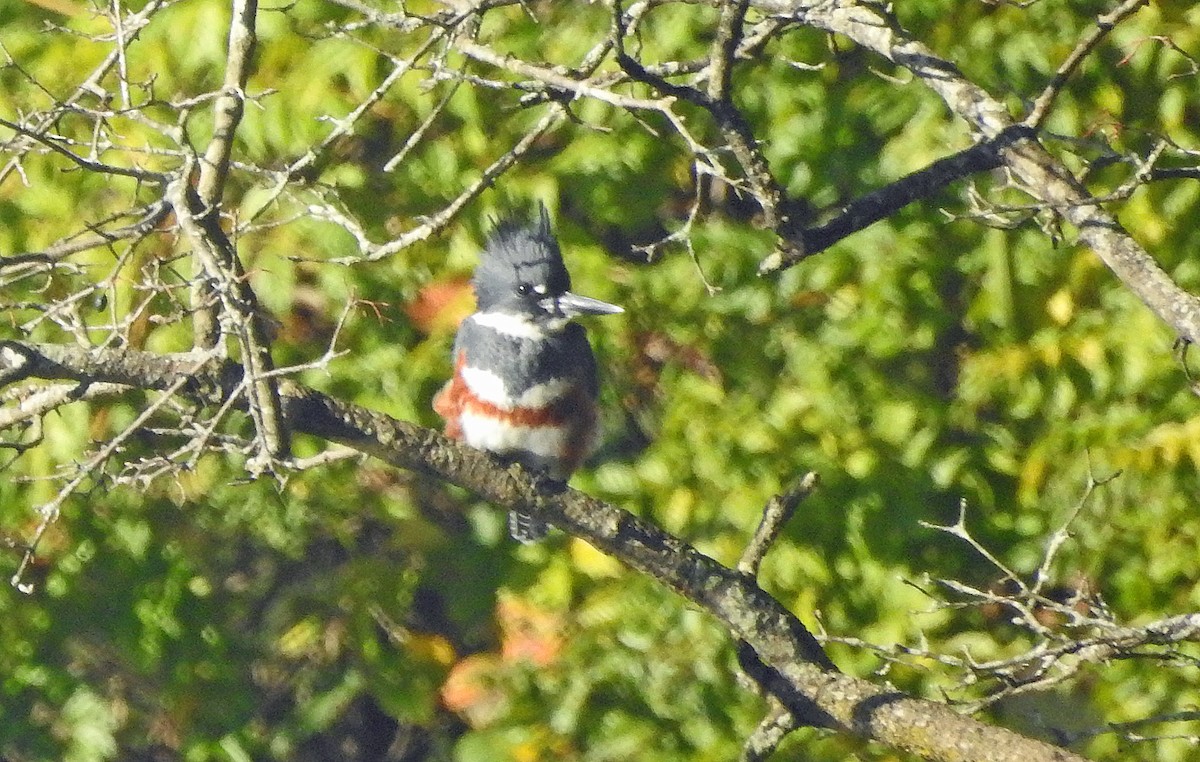 Belted Kingfisher - ML609974653
