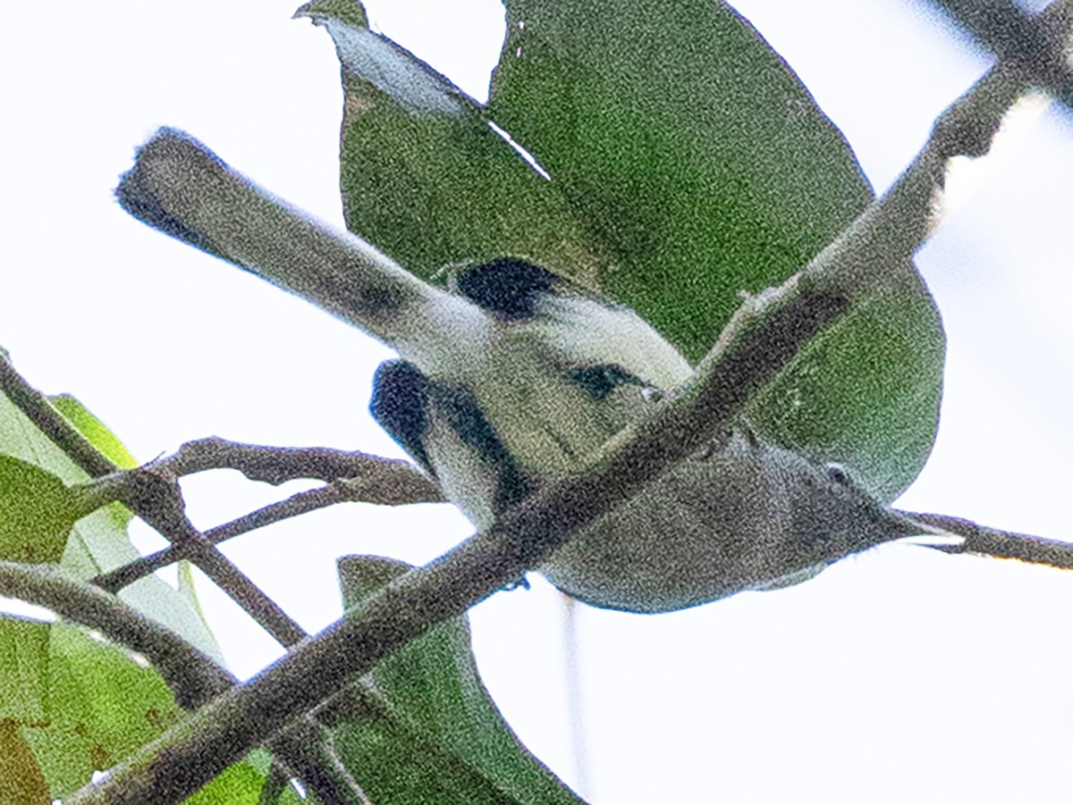 Black-tailed Gnatcatcher - eBird