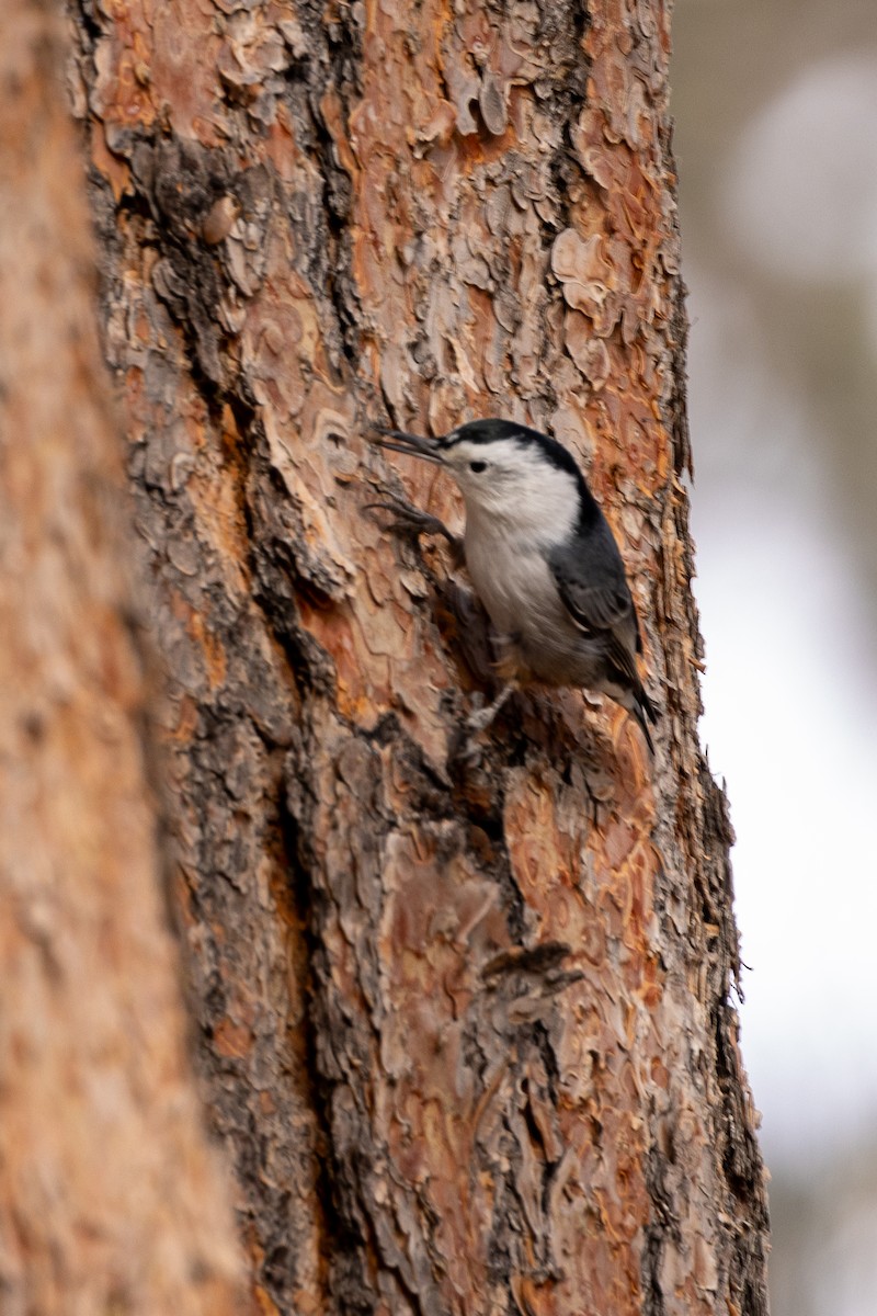 White-breasted Nuthatch - ML609975021