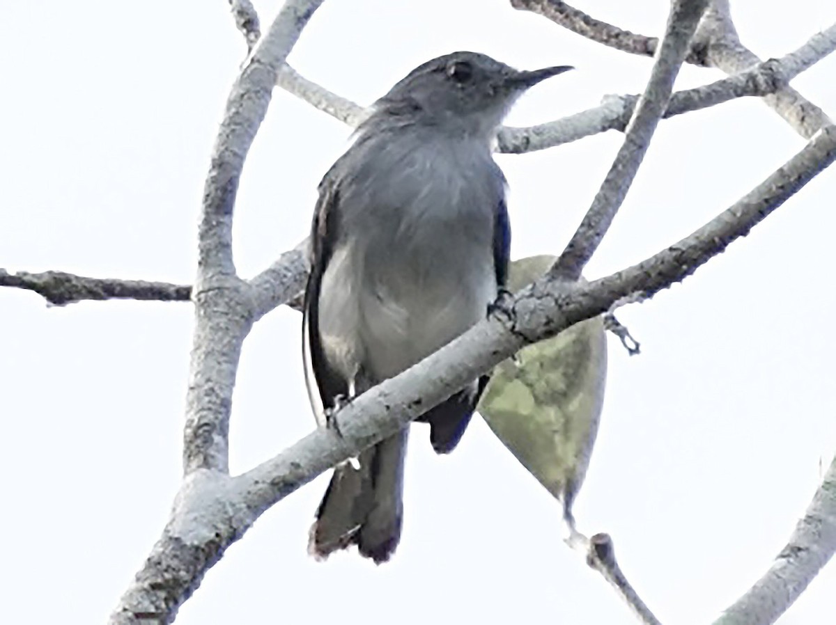 Black-tailed Gnatcatcher - eBird