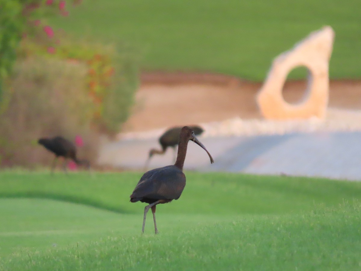 ibis hnědý - ML609975053