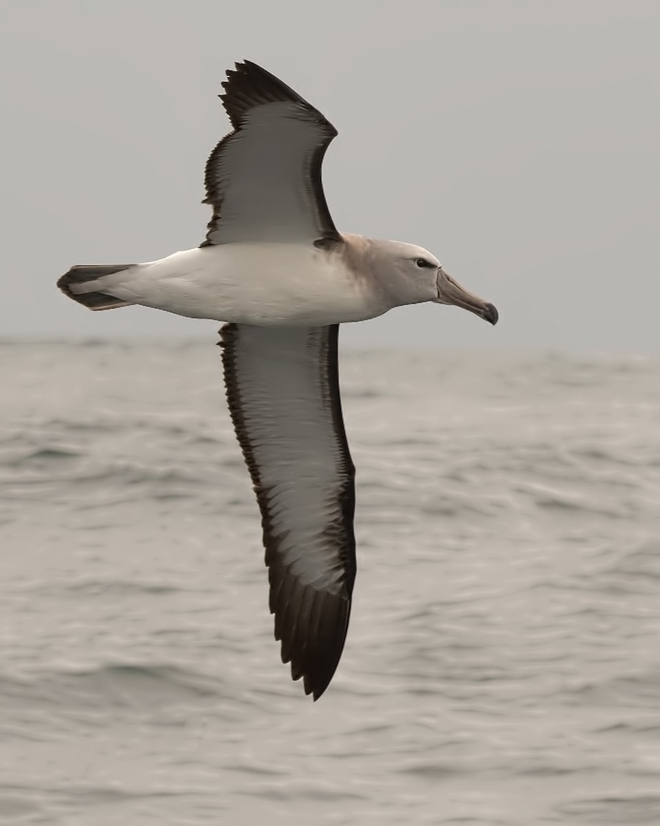 Salvin's Albatross - ML609975152