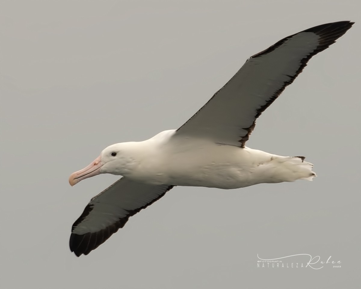 Northern Royal Albatross - ML609975166