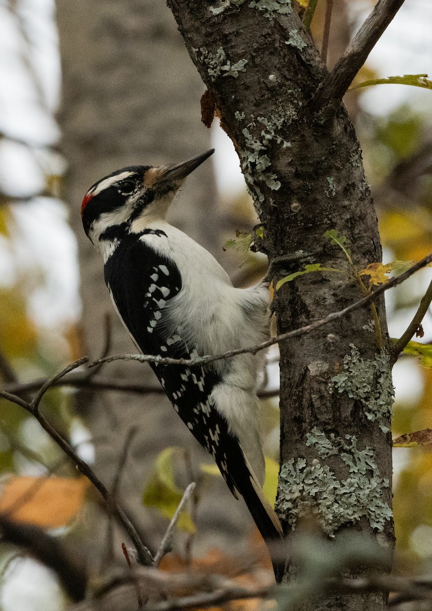 Hairy Woodpecker - Francois Dubois