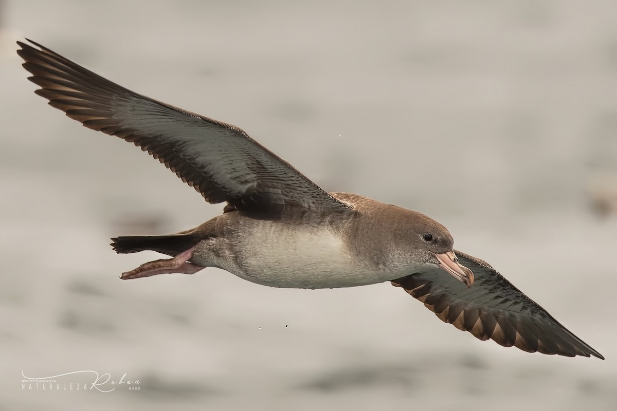 Pink-footed Shearwater - ML609975203
