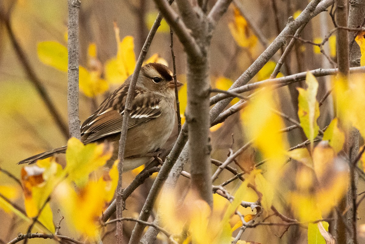 White-crowned Sparrow - ML609975330