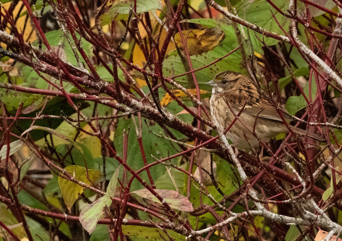 White-throated Sparrow - ML609975337