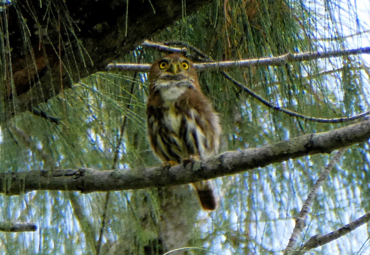 Ferruginous Pygmy-Owl - ML609975461
