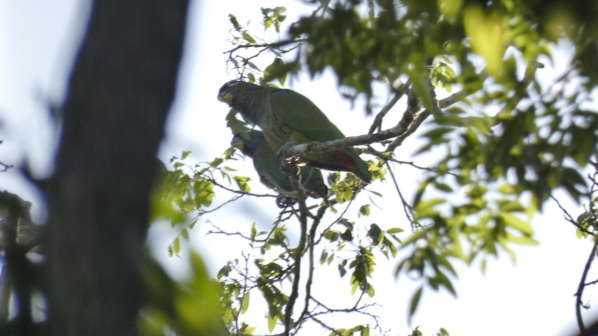 Scaly-headed Parrot - ML609975485