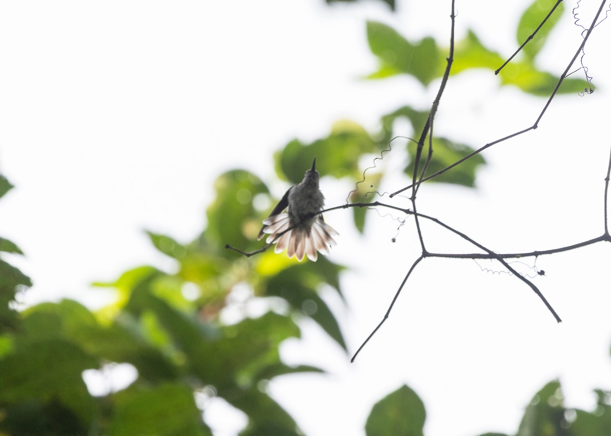 Olive-spotted Hummingbird - ML609975731