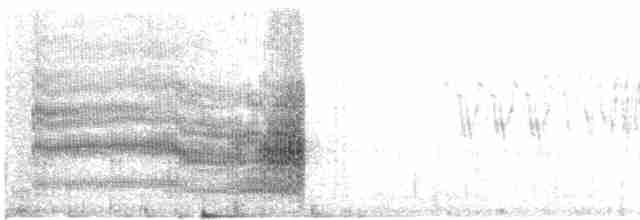 Sterne pierregarin (longipennis) - ML609975766