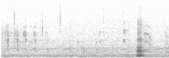 Common Tern (longipennis) - ML609975882