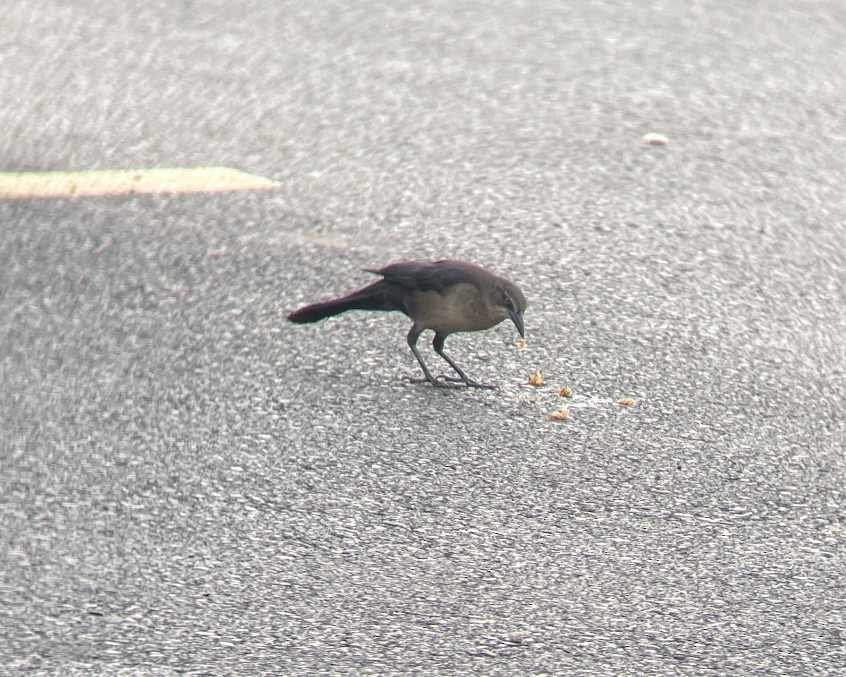 Great-tailed Grackle - ML609976063